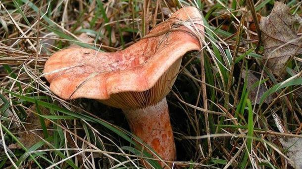 Ca La Pauleta Βίλα Sant Hilari Sacalm Εξωτερικό φωτογραφία